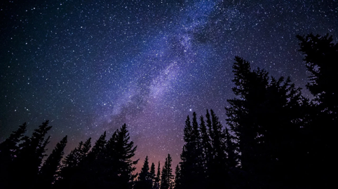 What kinds of experiences do plants and atoms have, if at all?